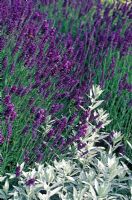 Lavandula angustifolia 'Hidcote' with Artemisia ludoviciana 'Silver Queen' in July .