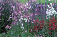 Summer border with Penstemon 'Garnet', Linaria purpurea 'Canon Went' and  Campanula persicifolia var 'Alba'
