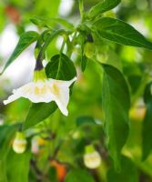 Capsicum - Chilli 'Amarillo' flower
