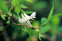 Lonicera x purpusii 'Winter Beauty' -   - Winter Honeysuckle flowering in April