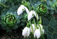 Galanthus valentinei with Euphorbia myrsinites