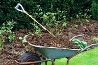 Horse manure and compost in wheelbarrow