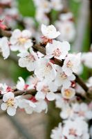 Prunus - Apricot 'Donceur' blossom