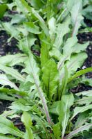 Italian edible dandelion 'Red Rib'. Gardening off in coldframe and ready to put in the ground 