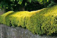 Ligustrum 'Aureum' - Golden Privet. Hedge