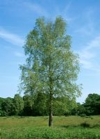 Betula pendula  