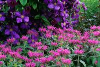 Monarda 'Violet Queen' and Clematis jackmanii