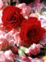 Red roses and pink carnations