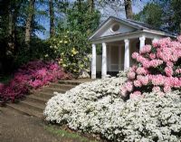 Rhododendrons. The Plunket Memorial - The Valley Gardens, Great Windsor Park.