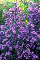 Aster laevis 'Calliope' 