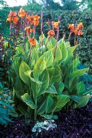 Canna striata and Tradescantia pallida 'Purpurea' 