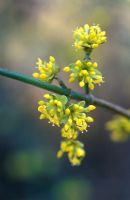 Cornus mas