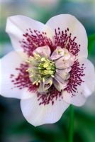 Helleborus x hybridus Ashwood Hybrids  