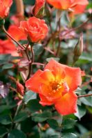 Rosa 'Warm Welcome' = Climbing Patio Rose 'Chewizz'  
