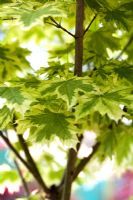 Acer platanoides drummondii leaves in early Summer