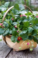 Wooden trug with Fragaria x lipstick 