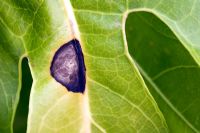 Leaf spot Fatsia japonica