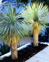 Mature Yuccas underplanted with Mondo 