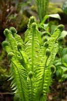 Matteuccia struthiopteris -  Shuttlecock fern unfurling in spring at The Ridges garden, Lancashire  