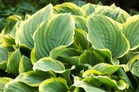 Hosta 'Shade Fanfare' at Holehird,Windermere