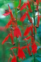 Lobelia cardinalis