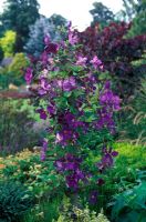 Clematis 'Gipsy Queen' 