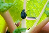 Slug eating young leaves on rhubarb (Rheum x cultorum) grown in terracotta forcing jar used to produce early tender pink stems. 