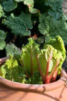 Rhubarb (Rheum x cultorum) in terracotta forcing jar used to produce early tender pink stems with unforced rhubarb behind.  