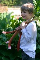Boy picking Rhubarb (Rheum x cultorum). The stems are tender and pink from using a forcing jar 