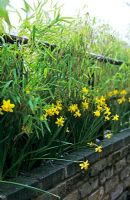Raised bed in front garden. Narcissus 'February Gold' dwarf daffodil with Fargesia muriellae 'Simba' umbrella bamboo 