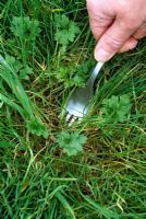 Removing buttercup from lawn with kitchen fork 