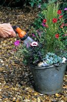 Watering seaside pot planting in recycled bucket, Stipa tenuissima  - Pony tails, Dianthus, Senecio, Geranium cinereum splendens, Helianthemum 'Ben ledi' 