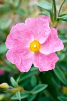 Cistus x argenteus 'Silver Pink' - Sunrise  