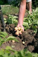 Digging and harvesting new potatoes 'Swift'