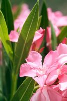 Oleander growing wild in Turkey