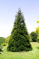 Sequoiadendron giganteum