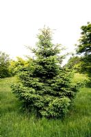 Picea wilsonii