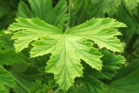 Pelargonium 'Mabel Grey' with scented leaf 