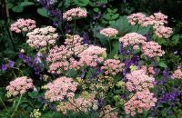 Pimpinella major 'Rosea'