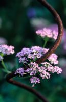 Pimpinella major 'Rosea' growing through spiral iron stake