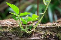 Rubus - Bramble leaf and root