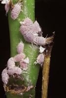 Mealybugs