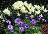 Narcissus 'White Marvel' with Anemone 'Lord Leutenant'.