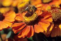 Helenium 'Indian Summer' close-up of bee on flower