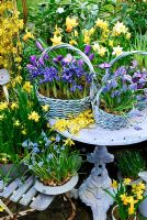 Large basket contains 'Vernus Blue' large dutch crocus and Iris Reticulata 'Harmony. Centre basket contains Muscari 'Blue Magic. Right basket contains Crocus tommasimianus 'Lilac Beauty'. Forsythia on table. On chair Narcissus 'Tete a Tete' and Muscari 'Royal'. Pot Narcissus 'Jetfire' below and in background with Narcissus 'Tete a Tete'.
