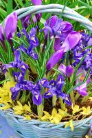 Basket of Spring Bulbs in March. Iris Reticuata 'Harmony' and large Dutch Crocus 'Vernus Blue'. Forsythia trimming the basket edge.