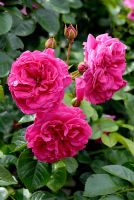 Rosa 'Karlsruhe' flowering in June