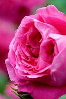 Rosa 'Karlsruhe' flowering in June