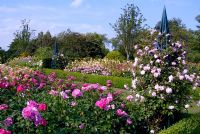 The rose garden at the RHS Gardens Hyde Hall in June. Roses include - Rosa The Herbalist 'Aussemi' in the foreground, R. Mortimer Sackler 'Ausorts' growing on the obelisk and R. The Countryman 'Ausman'