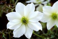 Clematis 'Early Sensation' flowering in April